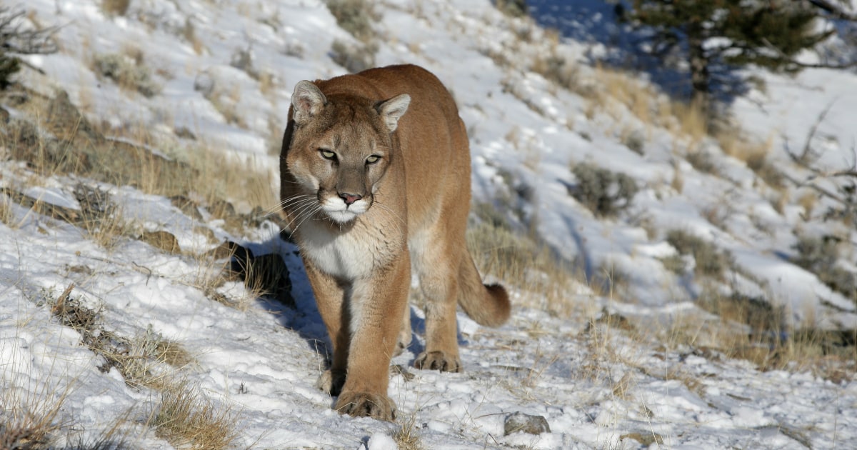 Hot tub horror: Mountain lion attacks man in Colorado