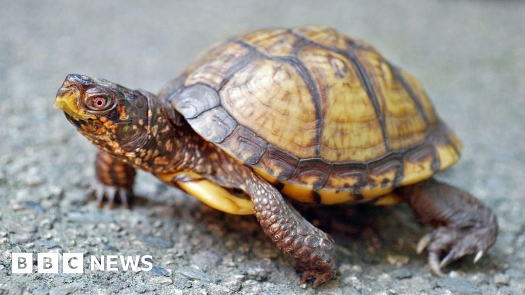 Featured image for Chinese man pleads guilty to smuggling 850 protected turtles worth over $1 million to Hong Kong