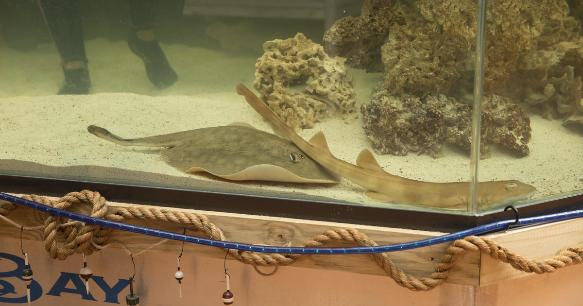 Featured image for "Pregnant Stingray: The Mystery of Immaculate Conception by a Shark"