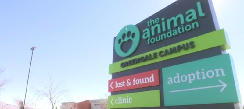 "Urgent Adoption Event Launched as Canine Respiratory Diseases Claim Lives at Las Vegas Shelter"