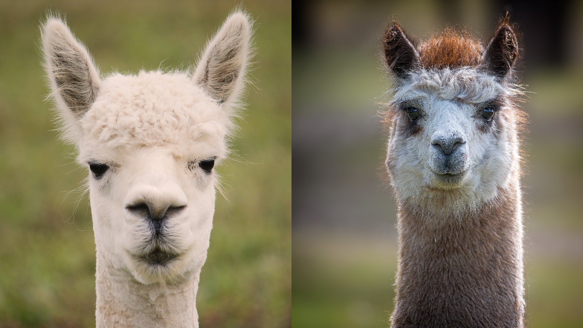 Featured image for Llama vs. Alpaca: Key Differences Explained