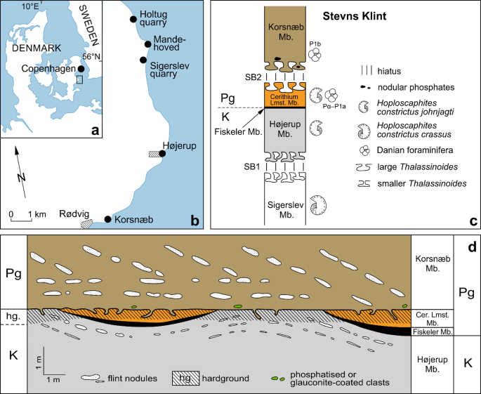 Featured image for Ammonite Survival Across the Cretaceous–Paleogene Boundary Confirmed in Denmark