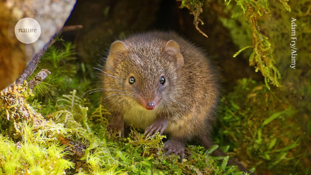 Featured image for "Sleepless and Sex-Obsessed: The Short Lives of Tiny Male Marsupials"