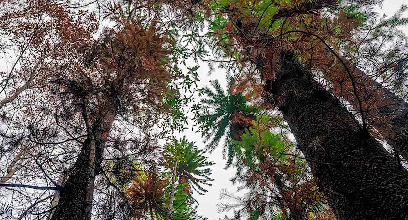 Featured image for "Park Ranger Discovers 2-Million-Year-Old Dinosaur Evergreen Grove, Dubbed 'Find of the Century'"