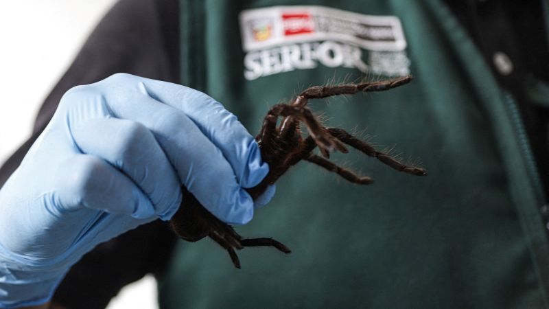 Featured image for Man Caught Smuggling 300 Tarantulas on His Body