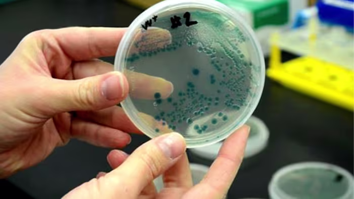 Featured image for Flesh-Eating Bacteria Causes Multiple Deaths in Florida Coastal Waters in 2025