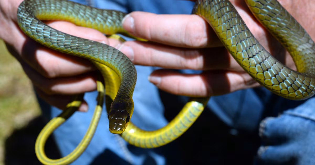 Featured image for Snake on Plane Causes Flight Delay Due to Safety Concerns