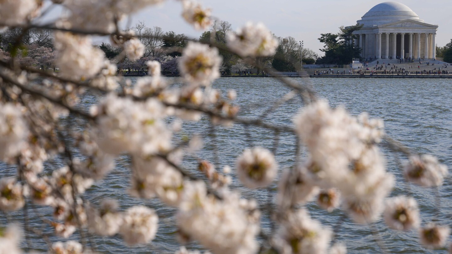 Featured image for "Japan Donates 250 Cherry Trees to Washington Amid Construction Losses"