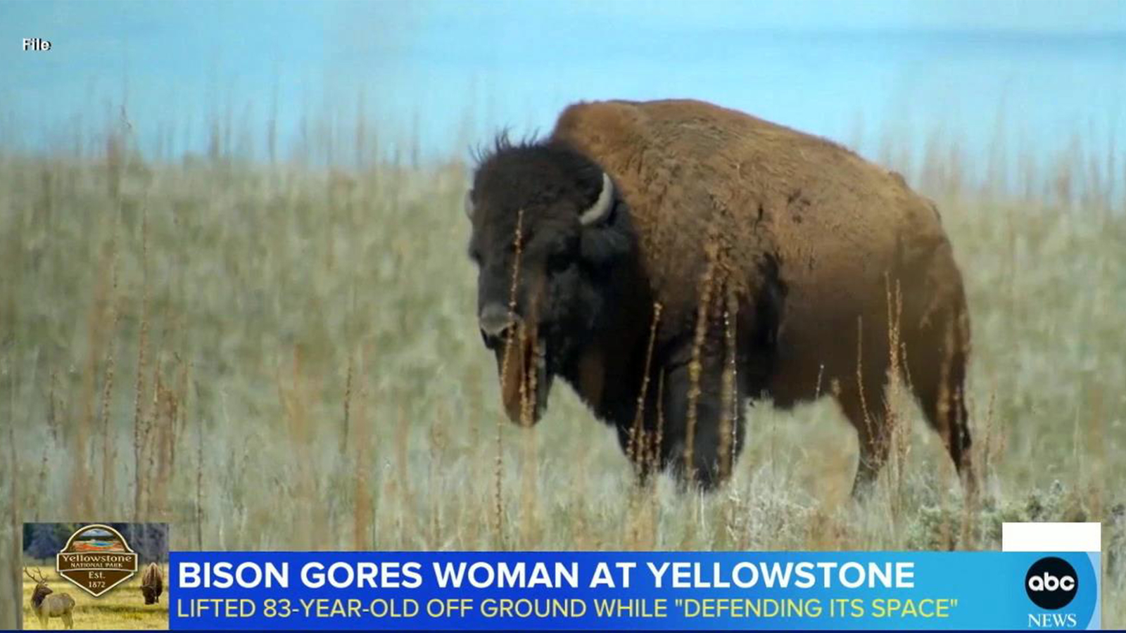Featured image for 83-Year-Old Woman Gored by Bison in Yellowstone