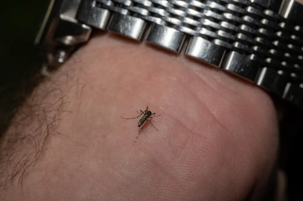 Colorado Reports First West Nile Virus Death of 2025 in Lafayette