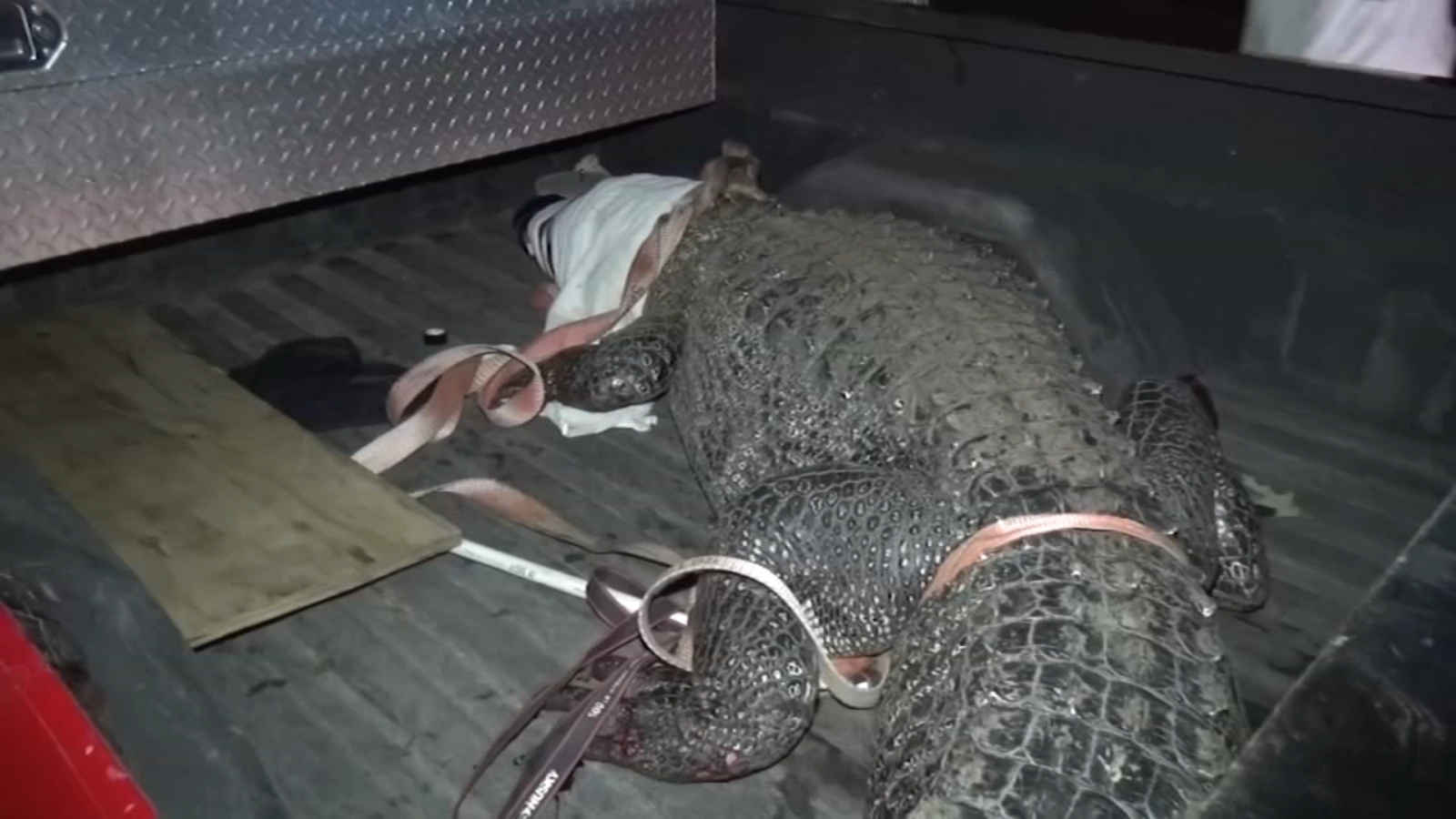 Featured image for Massive 11-foot alligator spotted in Missouri City neighborhood.