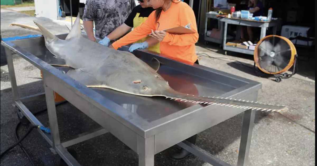 Mysterious Sawfish Deaths in Florida Prompt Unprecedented Rescue Effort