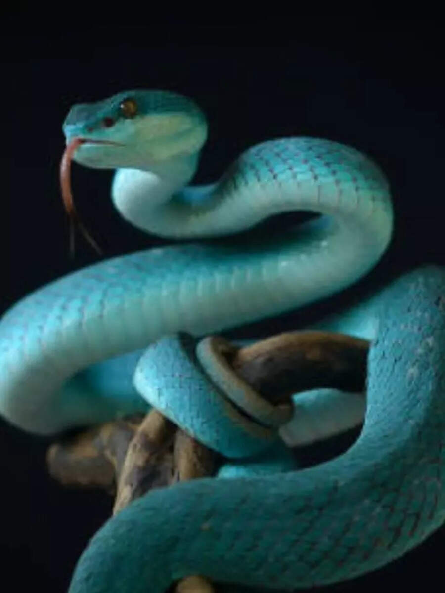 Featured image for Top 10 Animals That Kill in Seconds