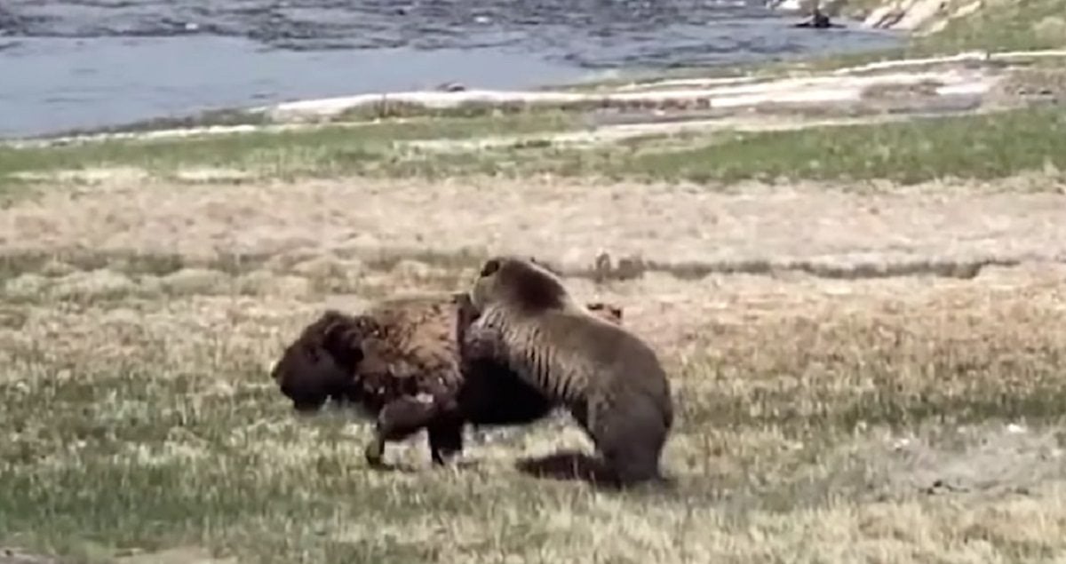 Featured image for "Grizzly Bear Predation on Young Bison in Yellowstone National Park"