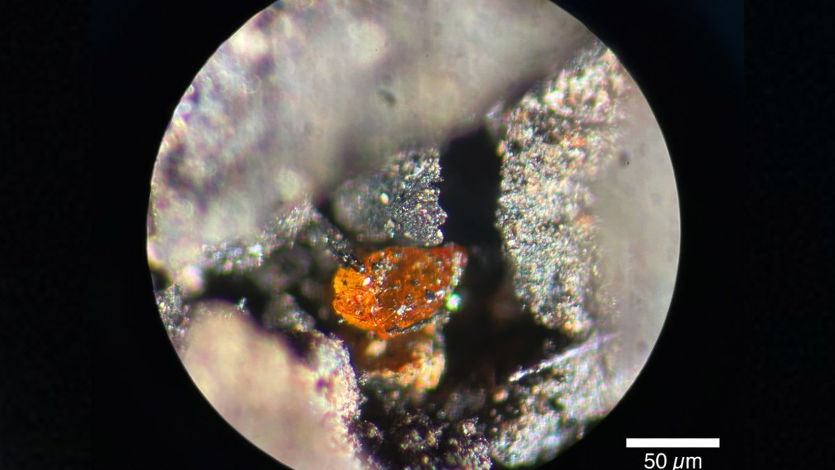 Antarctic Amber Discovery Reveals Ancient Cretaceous Rainforest