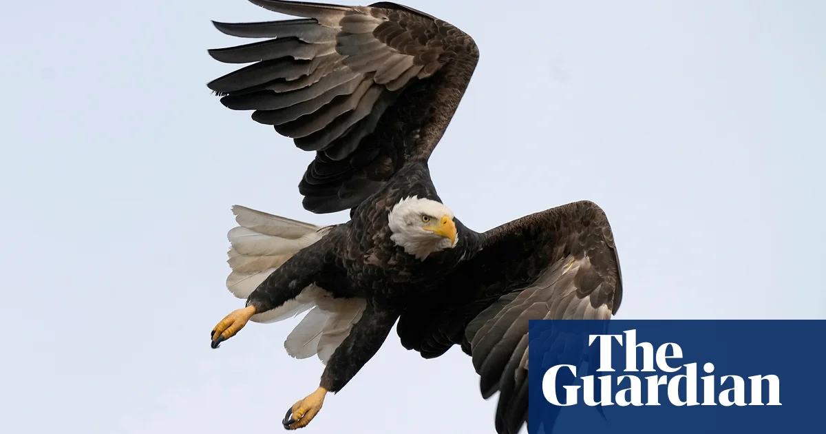 Featured image for "Manhunt for Montana Bird Killer Escalates as Suspect Skips Court"