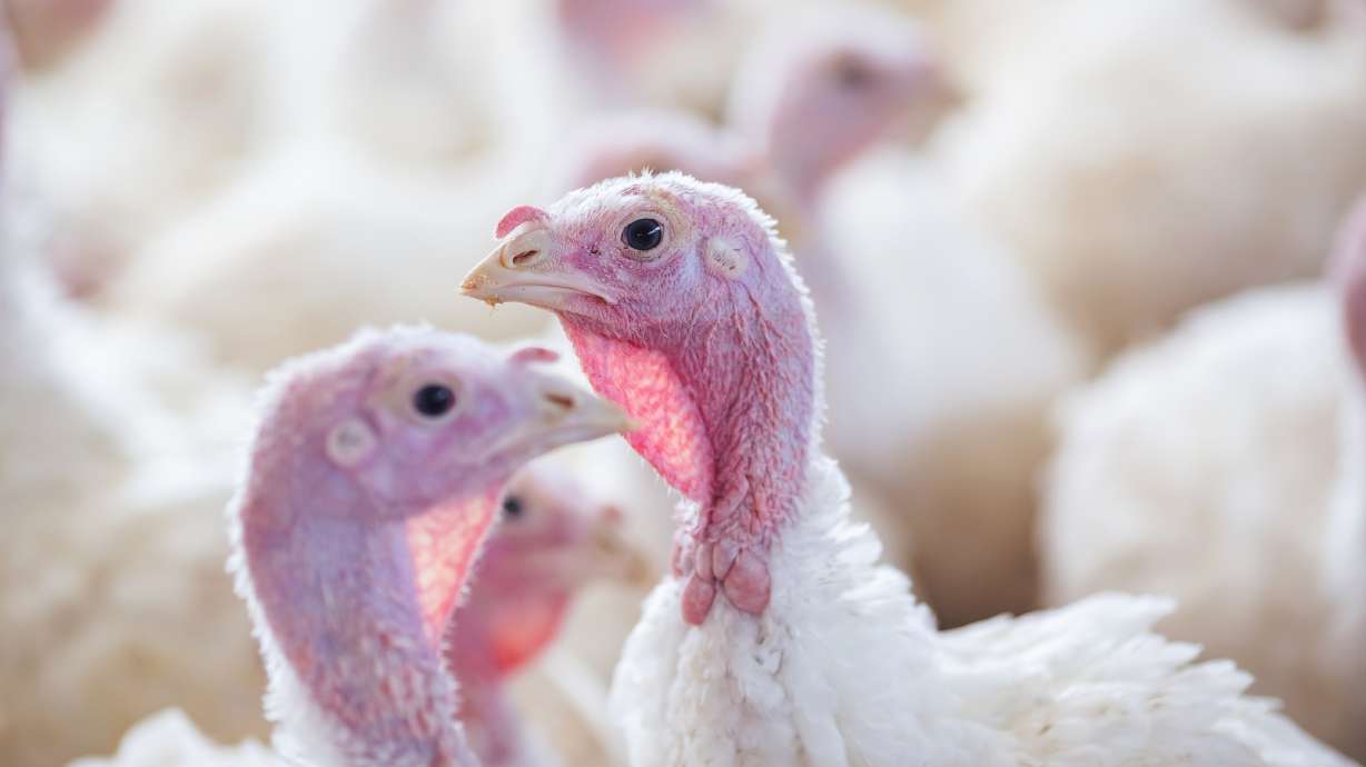 Featured image for 35,000 Turkeys Euthanized in Utah Amid Avian Flu Outbreak