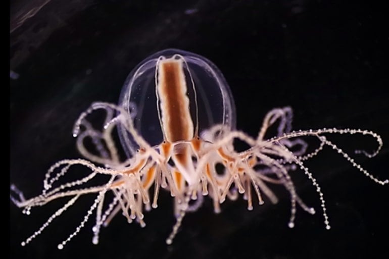 Featured image for Insights into Hunger Regulation from Jellyfish and Fruit Flies.