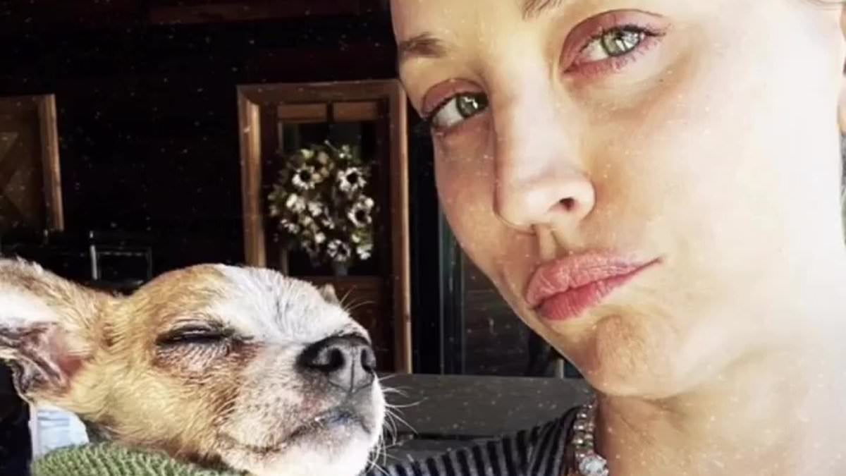 Featured image for "Kaley Cuoco Mourns Loss of Senior Rescue Dog King, Adopted with Tom Pelphrey"