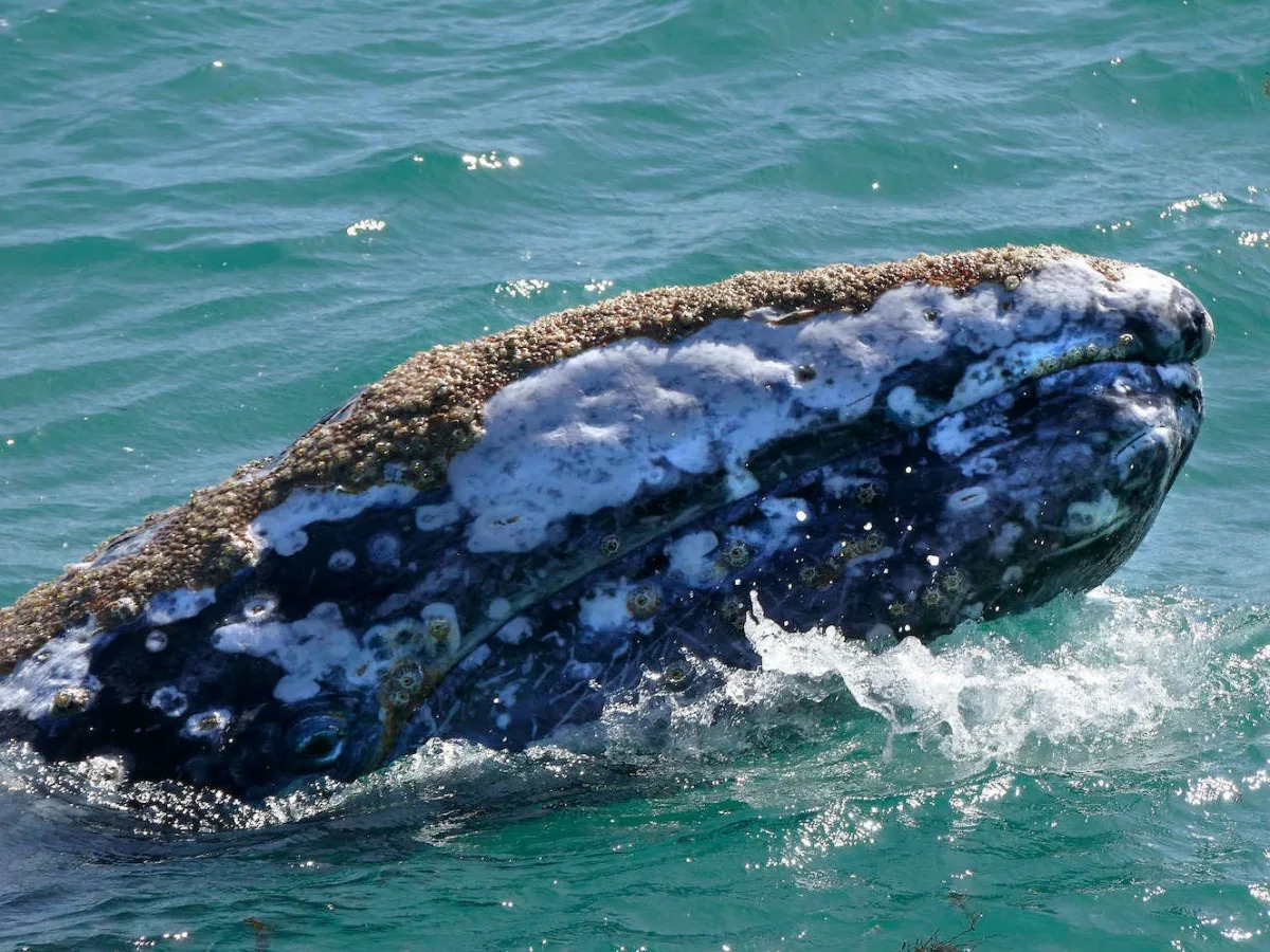 Featured image for "Gray Whale Seeks Human Assistance in Parasite Removal"