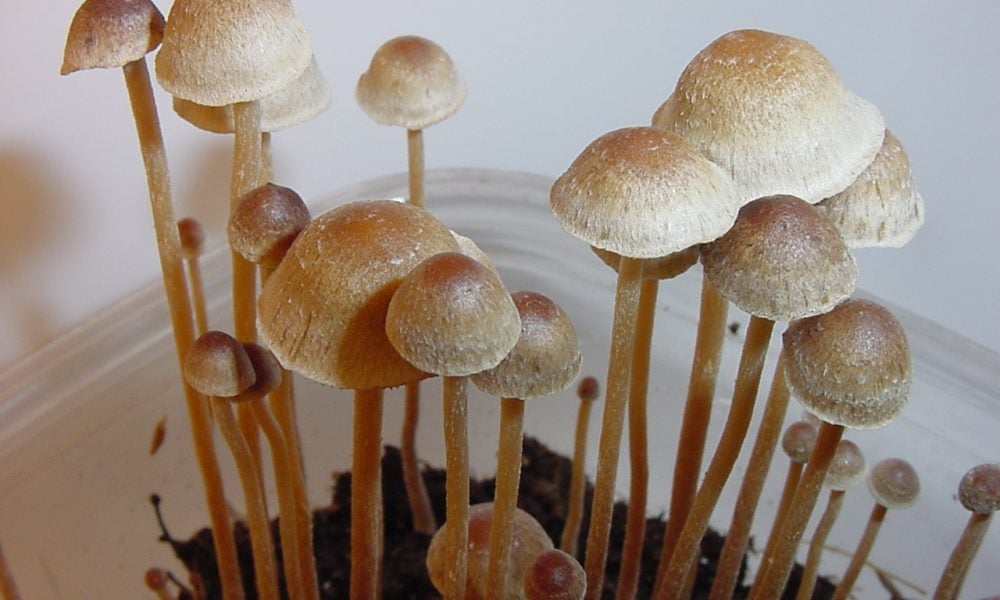 Featured image for Psilocybin's Potential in Treating Bipolar II Depression Shown by Recent Study