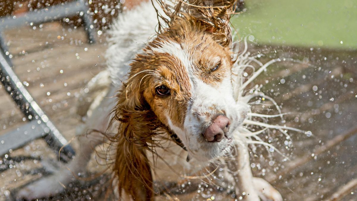The Neuroscience Behind Why Dogs Shake When Wet
