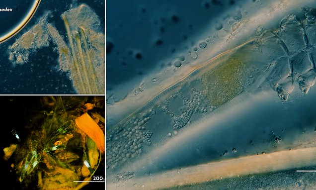 Featured image for The Disturbing Truth About What Happens on Your Face While You Sleep