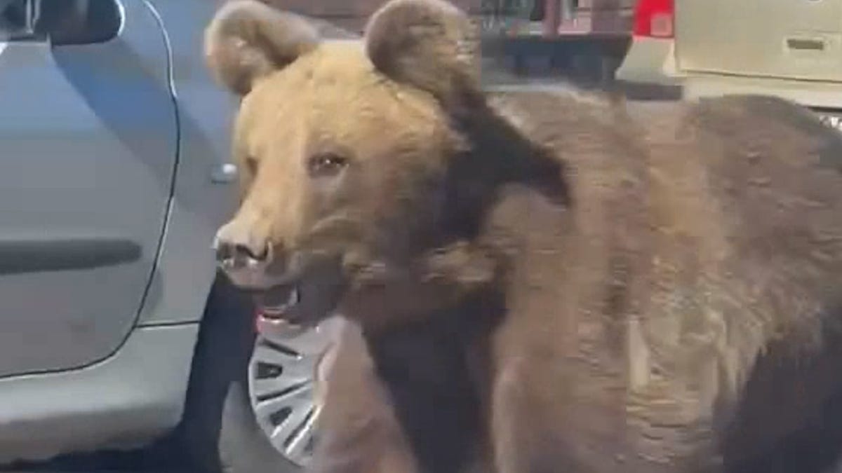 Slovakia Grapples with Series of Bear Attacks