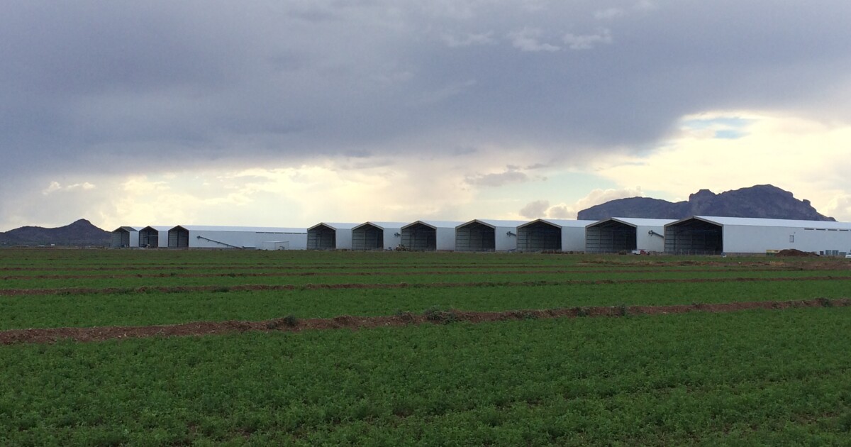 Featured image for Hickman's Family Farms Loses 95% of Arizona Chickens to Bird Flu, Faces 2-Year Recovery