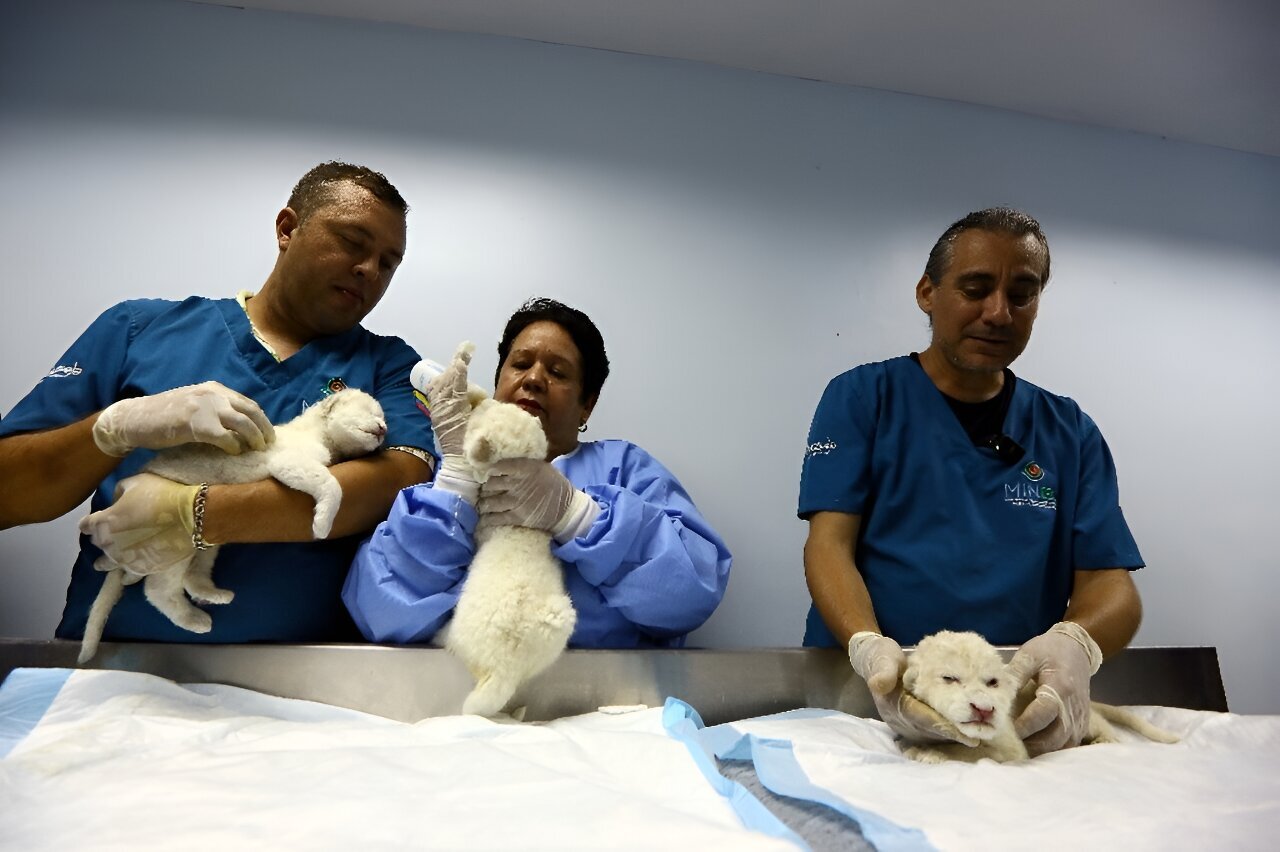 Featured image for "Saturday's Diverse Discoveries: Kittens, Pulsars, Fusion Reactor, and Cosmic Void"