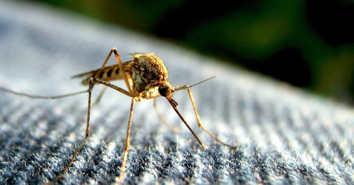 Featured image for Minnesota Faces Deadliest West Nile Outbreak in Decades