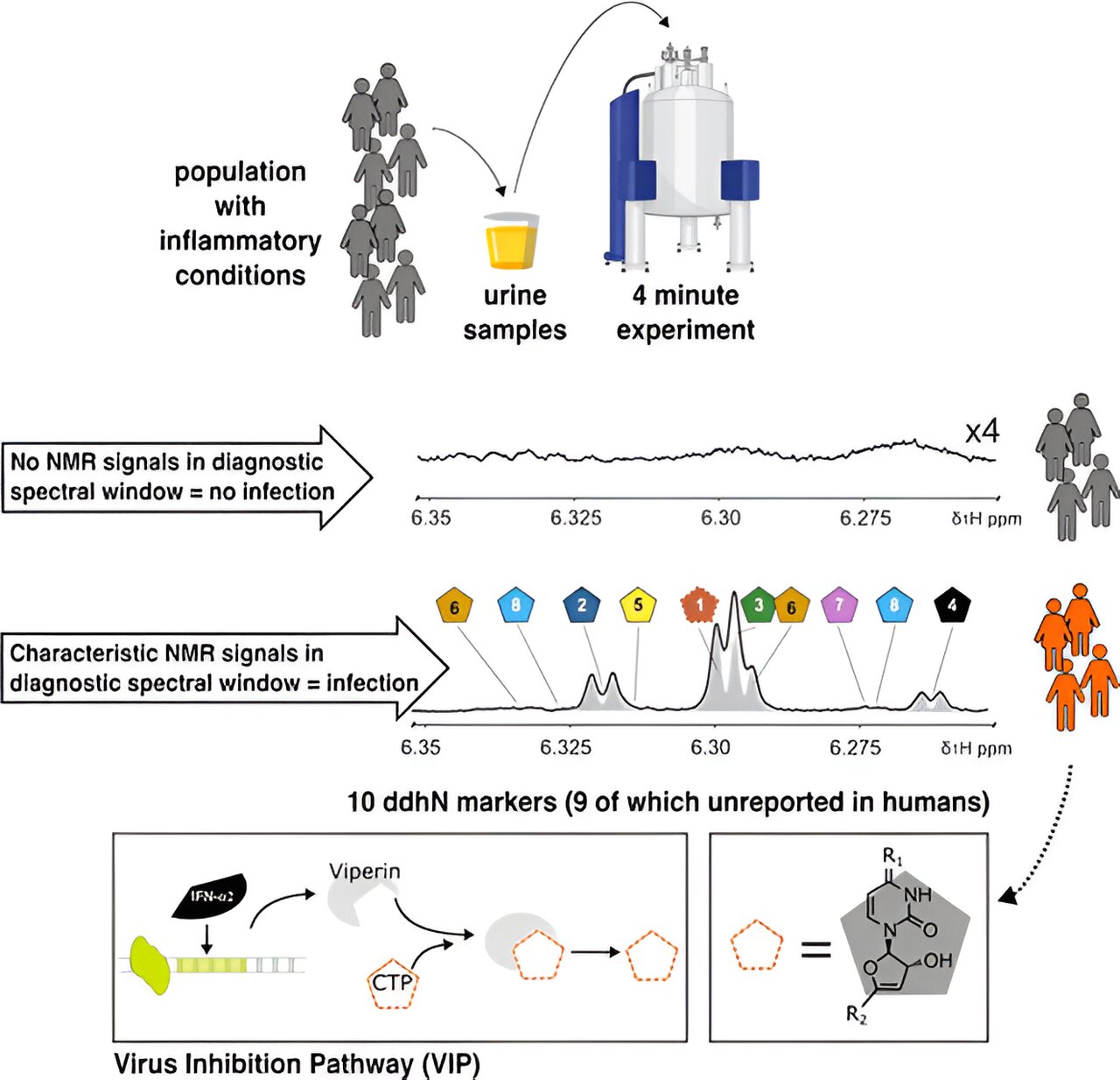 Featured image for Uncovering a Hidden Natural Immune Defense Pathway Against COVID-19