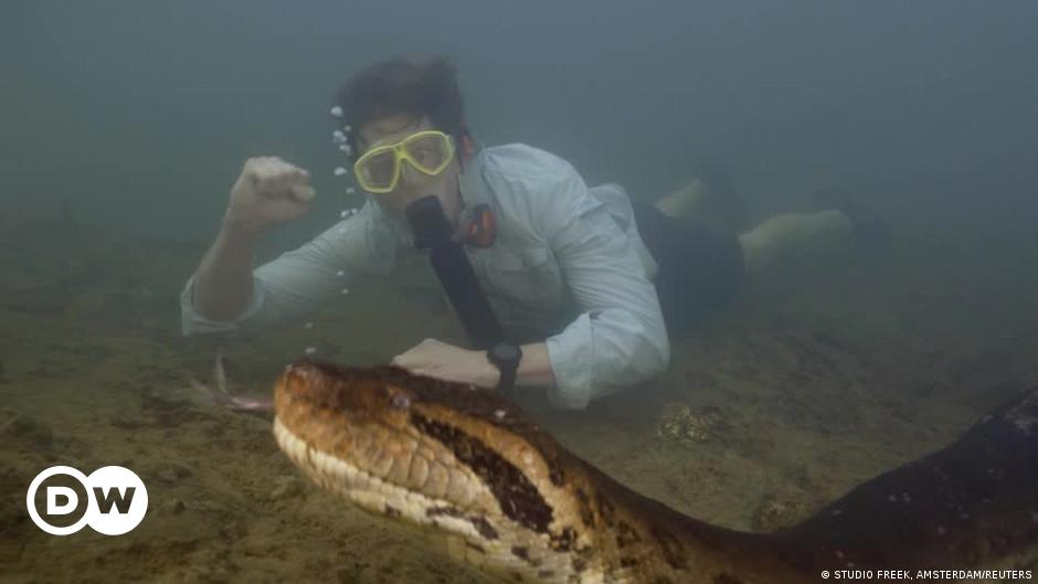 "Discovery of Giant Green Anaconda Species in the Amazon"