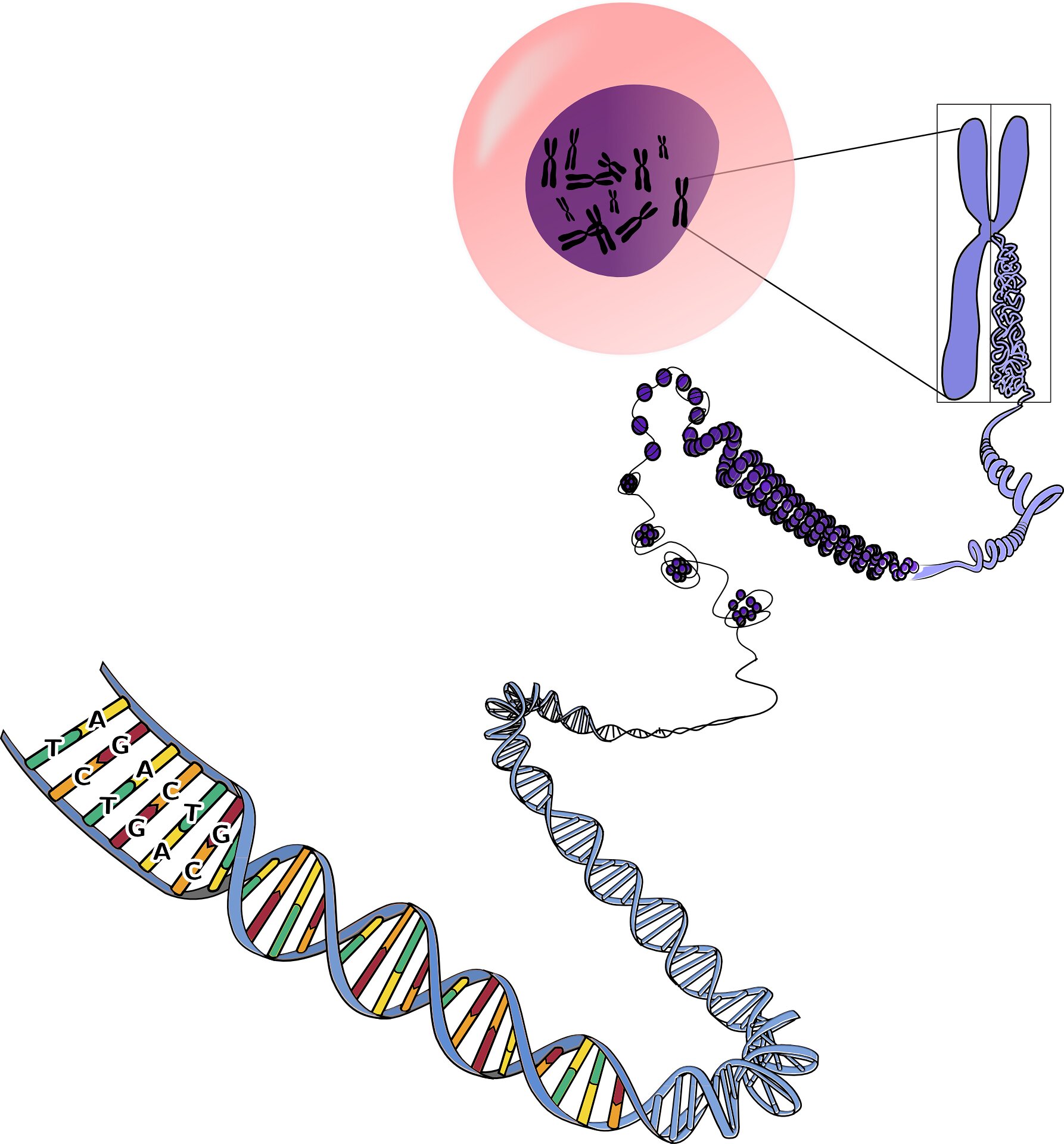 CRISPR Uncovers Vital Role of Noncoding RNAs