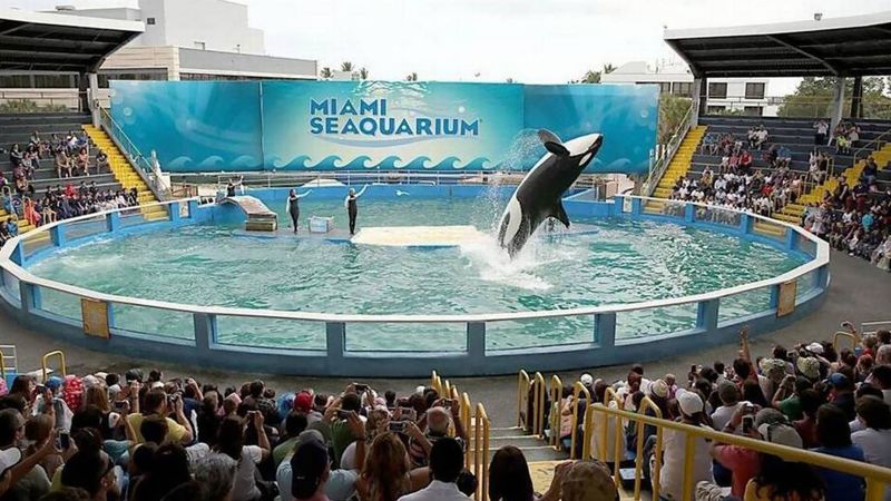 Featured image for Lolita the Orca to be Released into Home Waters after 50 Years in Captivity.