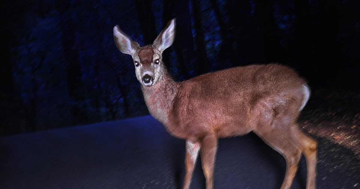 Wild Deer Causes Chaos in New Jersey Elementary School