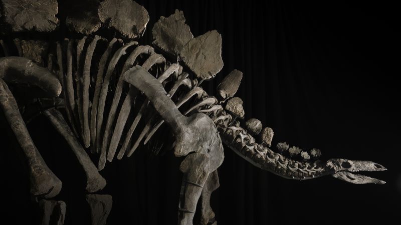 Featured image for World's Largest Stegosaurus Fossil, Apex, Set for Sotheby's Auction