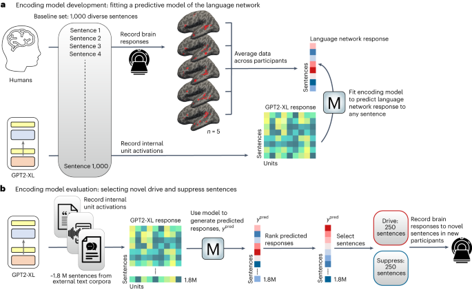 Featured image for "Exploring Brain Activity: The Impact of Language Complexity and AI Models"