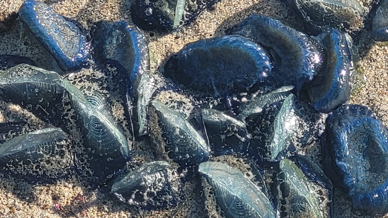 Massive numbers of by-the-wind sailors spotted on California beaches.