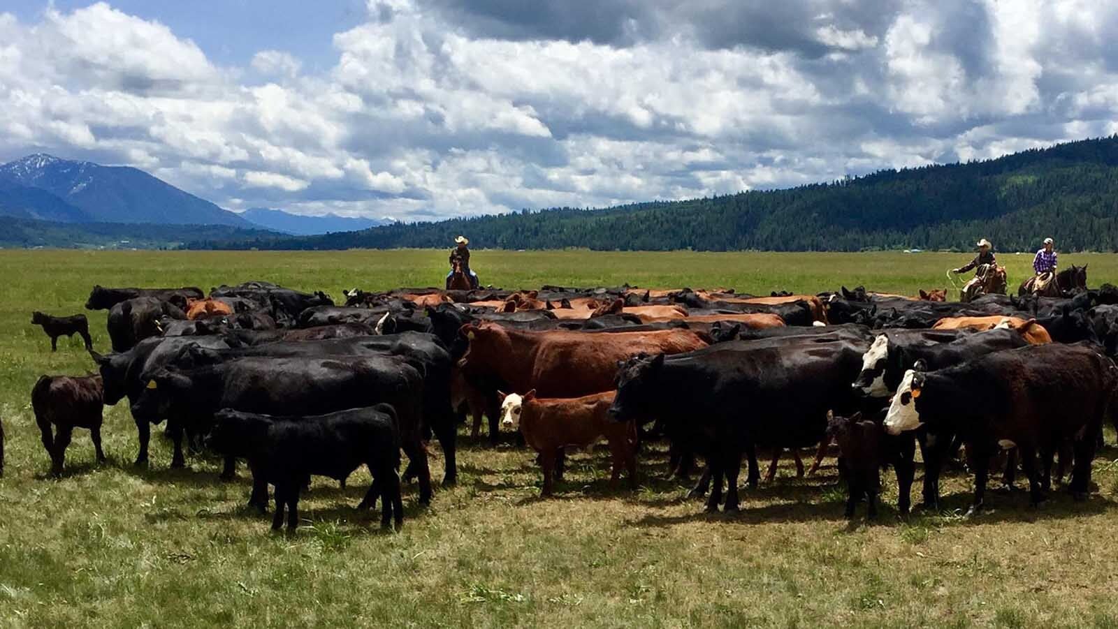 Featured image for Record Beef Prices Reshape Ranching and Consumer Choices