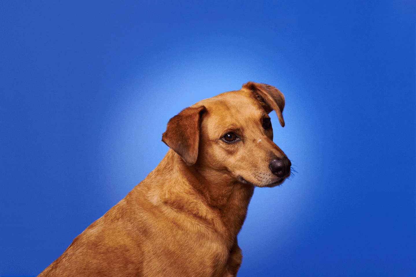 "Dogs' Ability to Catch Yawns from Humans Explored"