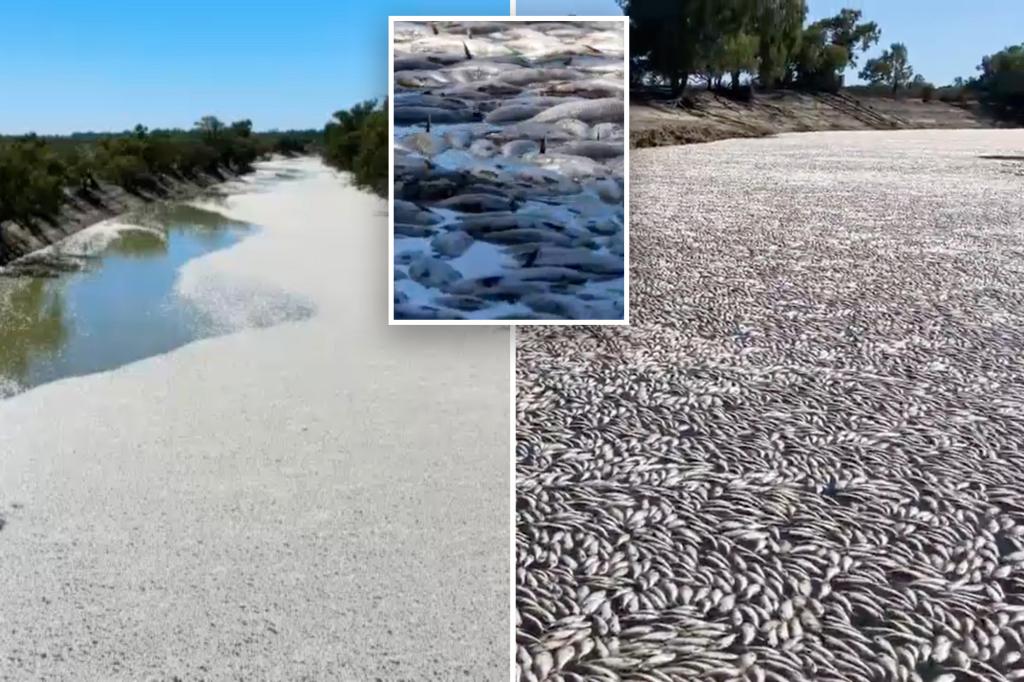 Featured image for "Massive Fish Die-Off Devastates Australian River"