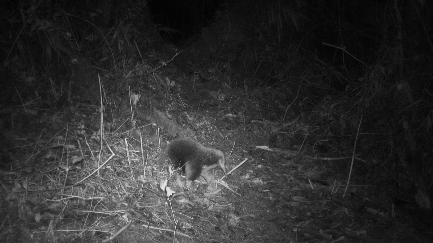 Featured image for Rare Echidna Rediscovered: A Long-Lost Species Resurfaces