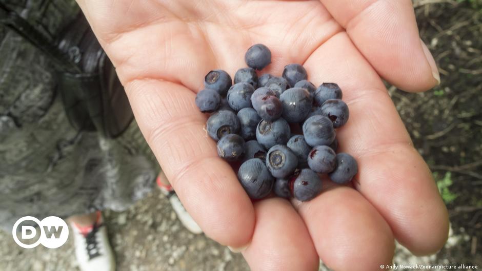 Featured image for "Evolutionary Advantage: How ADHD May Have Benefited Our Ancestors"