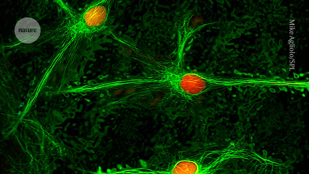 Featured image for Brainstem neurons may hold the key to treating chronic pain