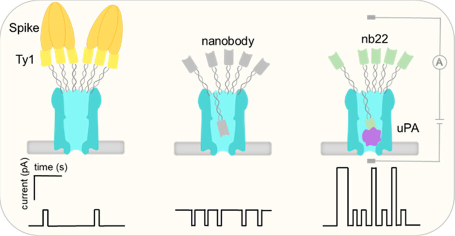 Featured image for Nanopores for Early Disease Detection