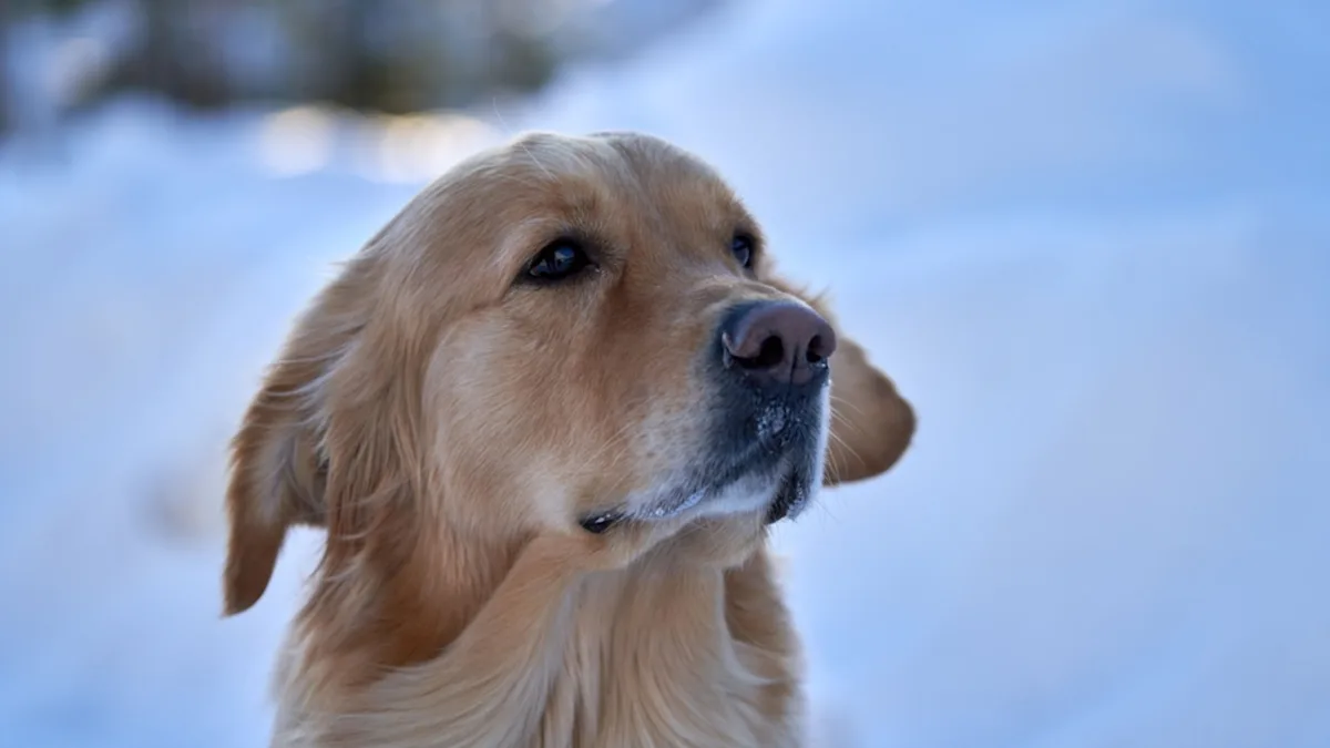 Featured image for Golden Retriever's Hilarious Feud with Neighborhood Snowman