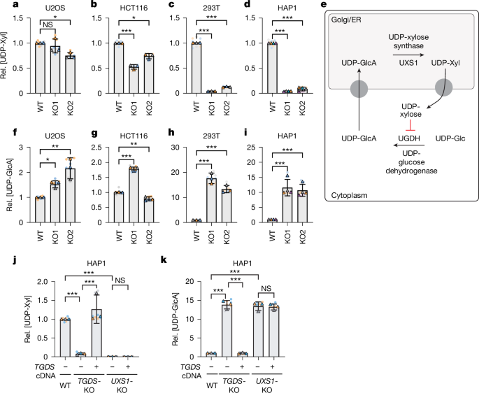 Featured image for Missing Enzyme-Rescue Metabolite Causes Rare Skeletal Dysplasia