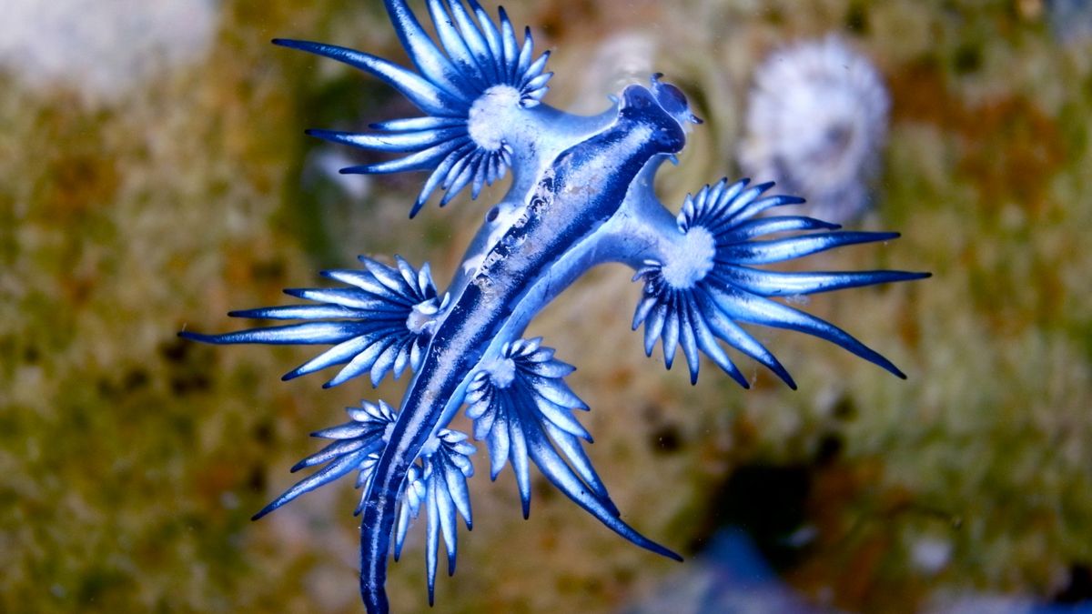 Featured image for "Venomous Theft: The Deadly Sea Slug's Lethal Strategy"
