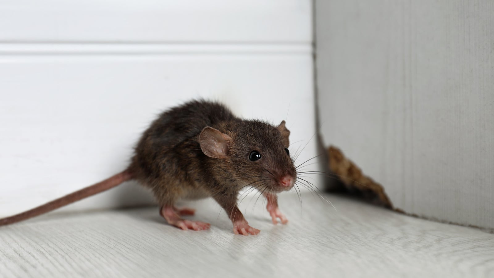 Featured image for "Unveiling the Truth: Oregano's Potency as a Mouse and Rat Repellent"